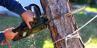 Best Tree Trimming and Pruning  in Chattanooga, TN