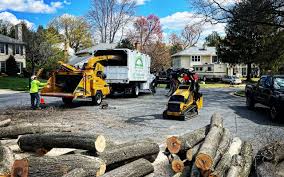 Best Tree Health Inspection  in Chattanooga, TN