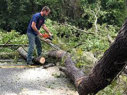 Best Tree Maintenance Programs  in Chattanooga, TN