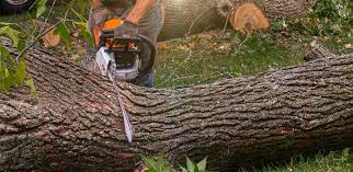 Best Tree and Shrub Care  in Chattanooga, TN