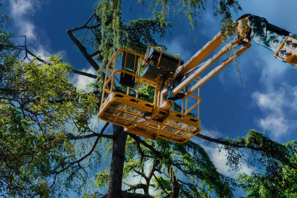 Best Root Management and Removal  in Chattanooga, TN