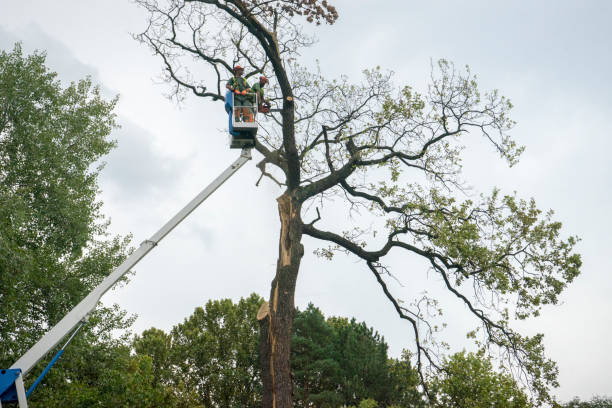 Best Hazardous Tree Removal  in Chattanooga, TN