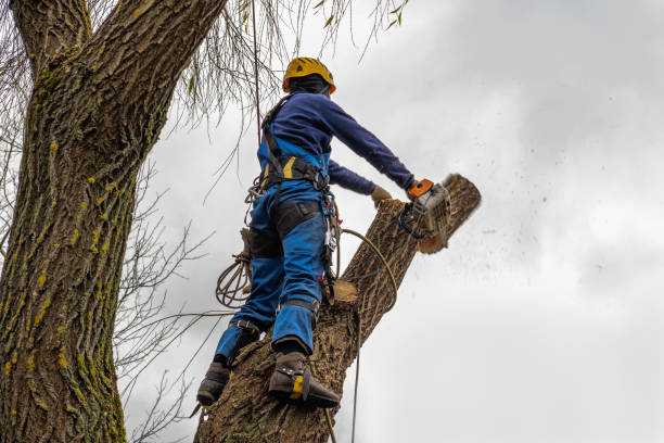 Best Leaf Removal  in Chattanooga, TN