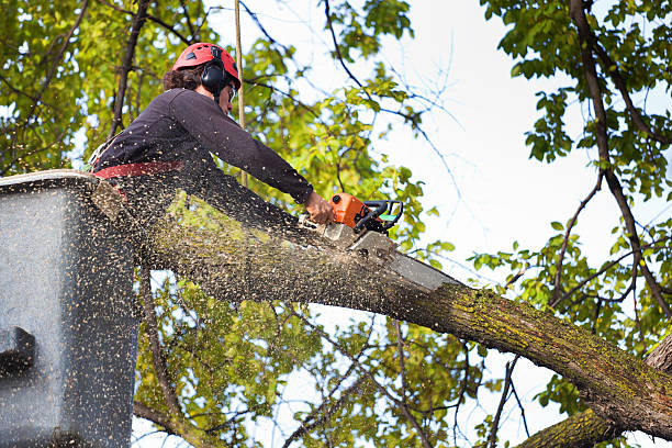 Best Hazardous Tree Removal  in Chattanooga, TN